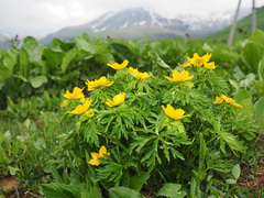 Trollius ranunculinus