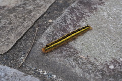 Euthrix albomaculata directa