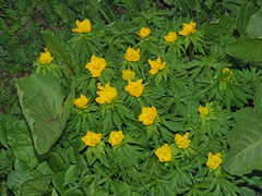 Trollius ranunculinus
