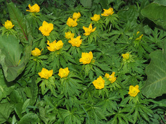 Trollius ranunculinus
