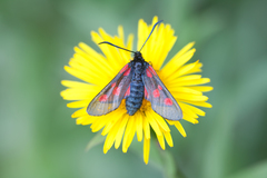 Zygaena viciae