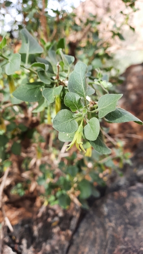 Withania frutescens