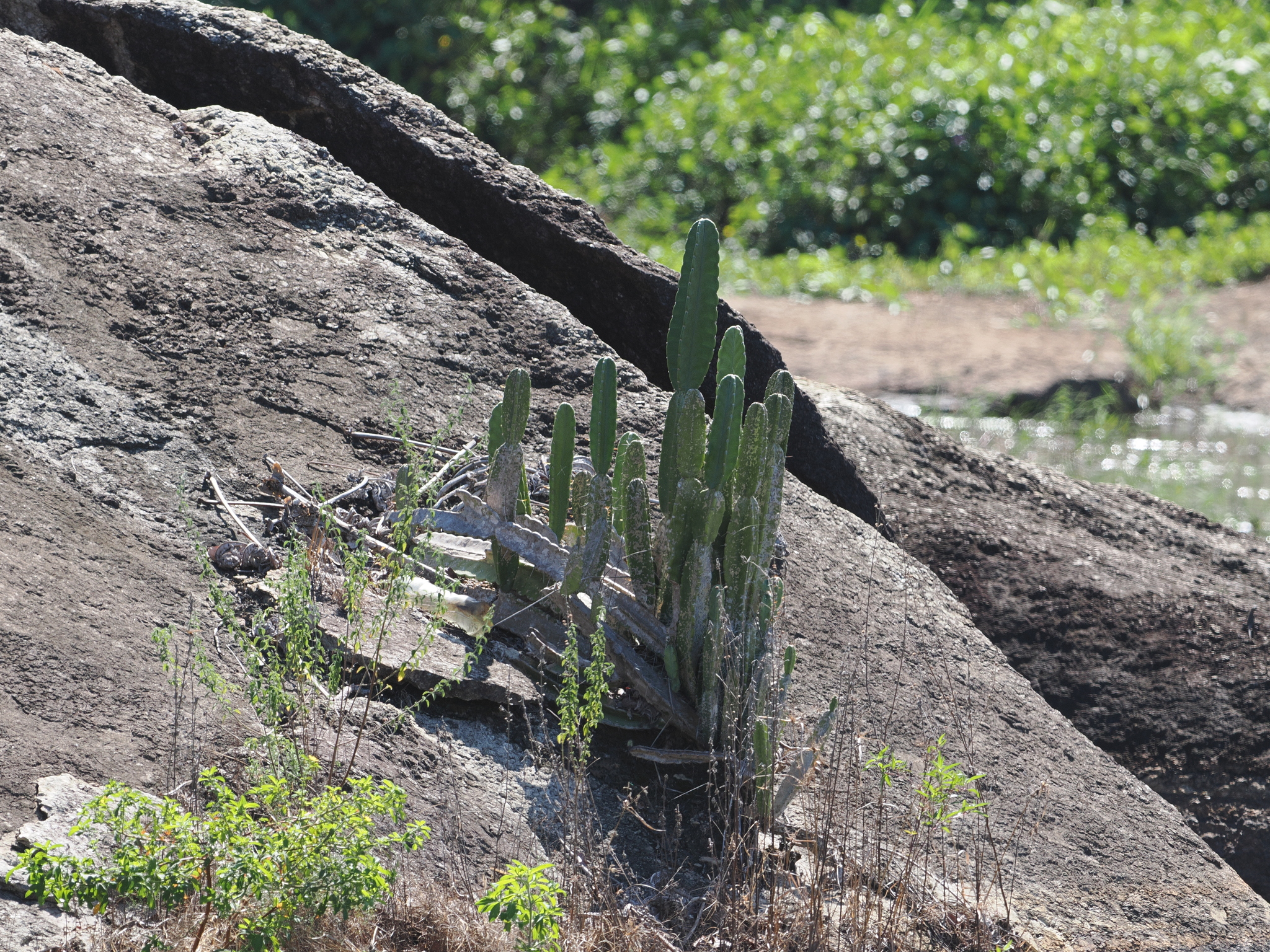 Cereus hexagonus