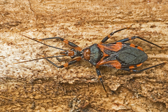 Havinthus rufovarius