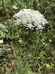 Daucus carota