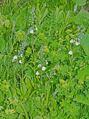 Veronica gentianoides