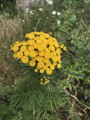 Tanacetum vulgare