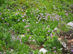 Primula auriculata