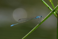 Pseudagrion spencei