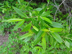 Salix planifolia