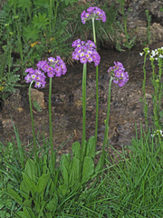 Primula auriculata