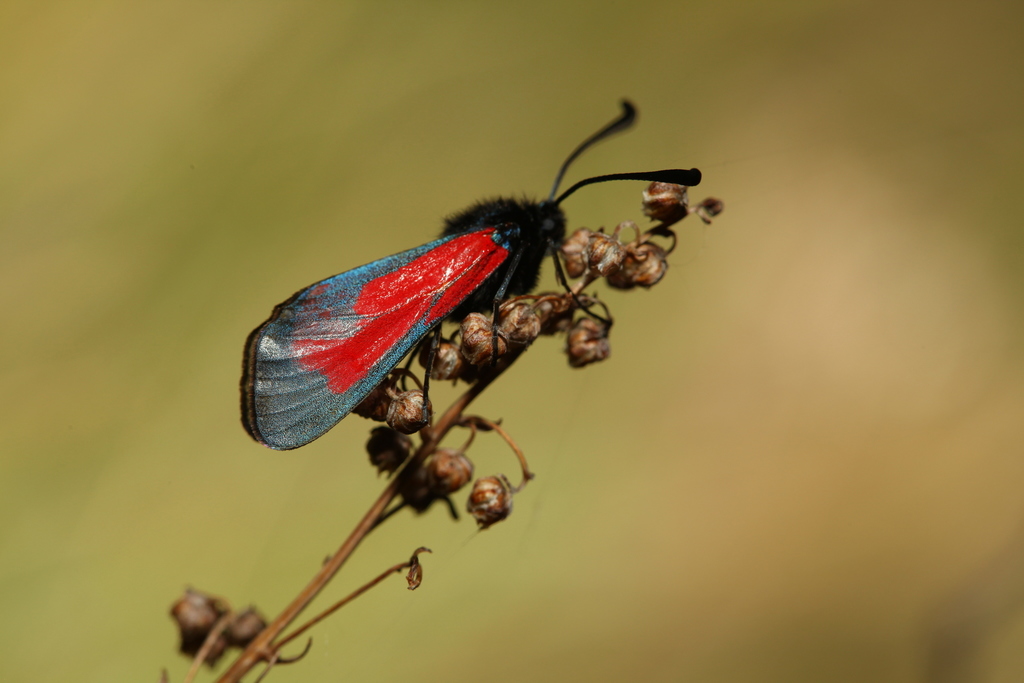Transparent Burnet