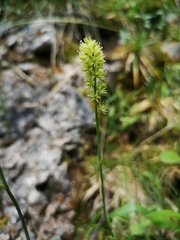 Tofieldia calyculata