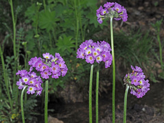 Primula auriculata
