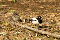 Motacilla grandis