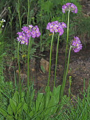 Primula auriculata
