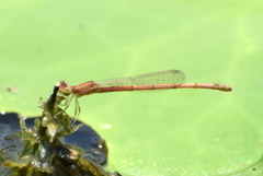 Agriocnemis lacteola