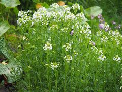 Cardamine uliginosa