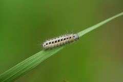 Zygaena osterodensis