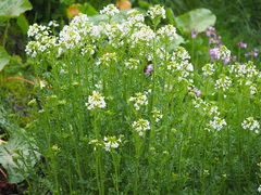 Cardamine uliginosa
