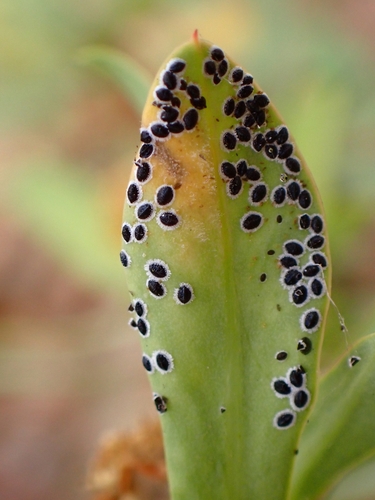 Acaudaleyrodes rachipora