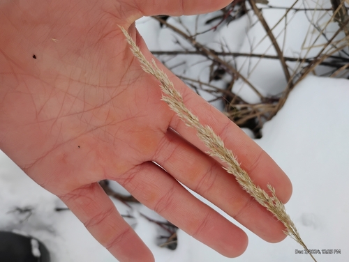 Image of Calamagrostis canadensis by (c) Bryce, some rights reserved (CC BY)
