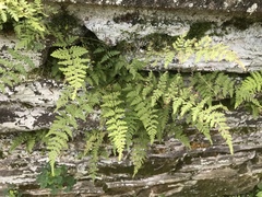 Cystopteris tennesseensis