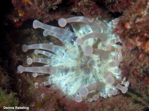 Blunt-Tentacled Anemone