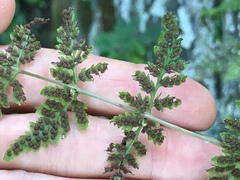 Cystopteris tennesseensis