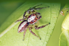Cytaea alburna