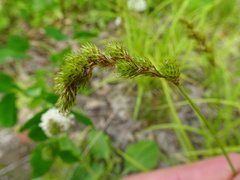 Carex projecta