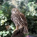 Barking Owl - Photo (c) Rush Ecology Services, some rights reserved (CC BY-NC)