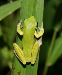 Litoria fallax