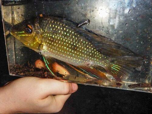 Sharphead eartheater (Satanoperca acuticeps) — Cichlidae — 3
