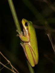 Litoria fallax