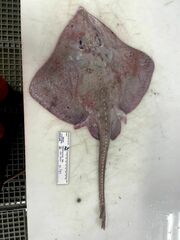 Deepwater Ray photo 2