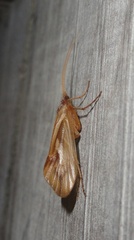 Platycentropus radiatus