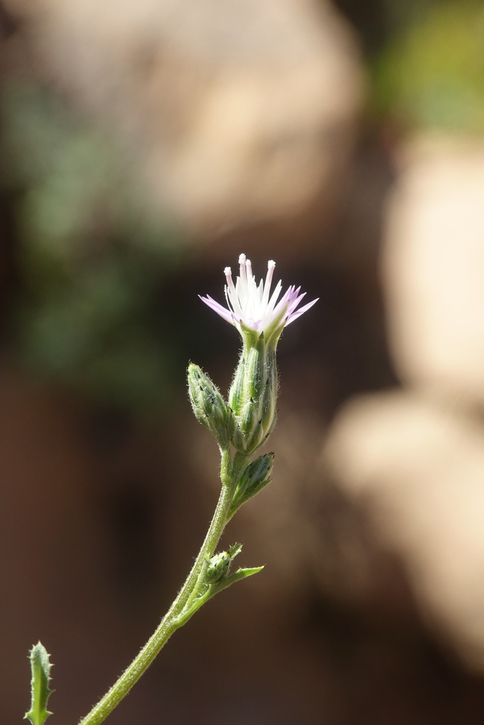 Volutaria sinaica