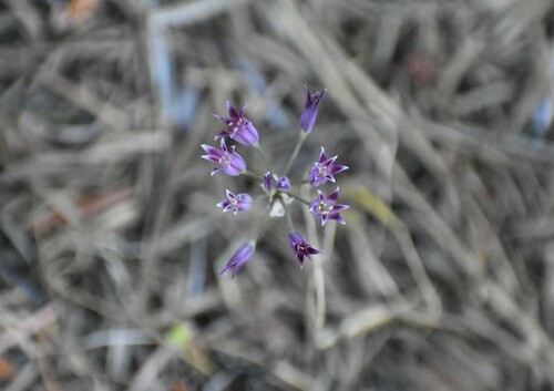 Allium bolanderi