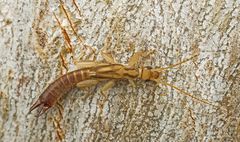 Cranopygia