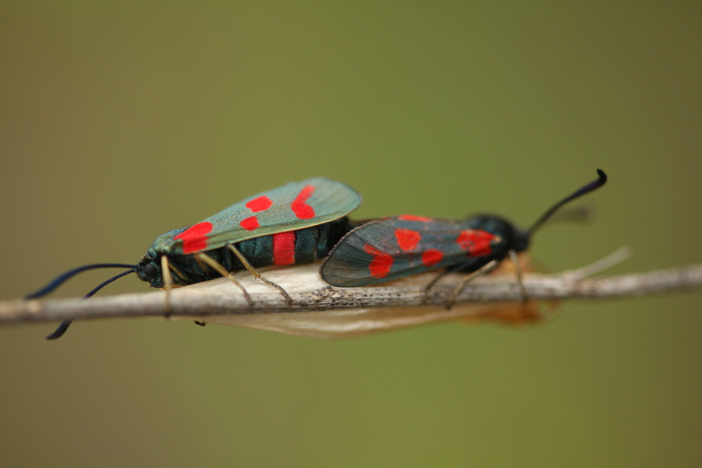 Calcareous Burnet