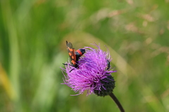 Zygaena centaureae