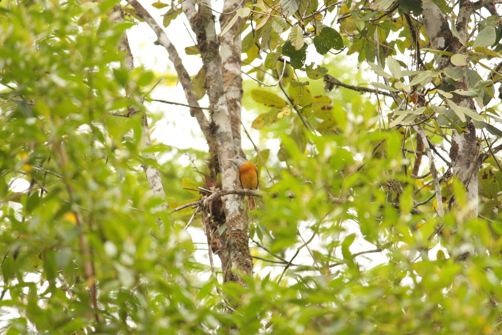 gray-hooded-attila-from-miracatu-state-of-s-o-paulo-11850-000