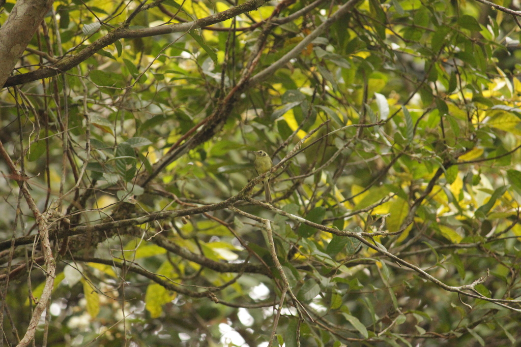 Sao Paulo Tyrannulet
