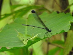 Psolodesmus mandarinus dorothea