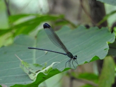 Psolodesmus mandarinus dorothea