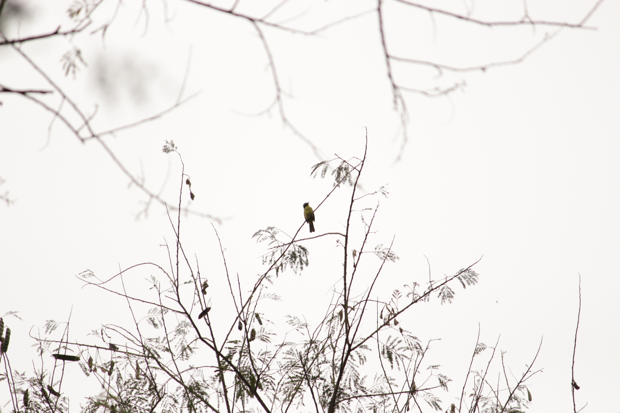 Three-striped Flycatcher (Conopias trivirgatus), photo 3