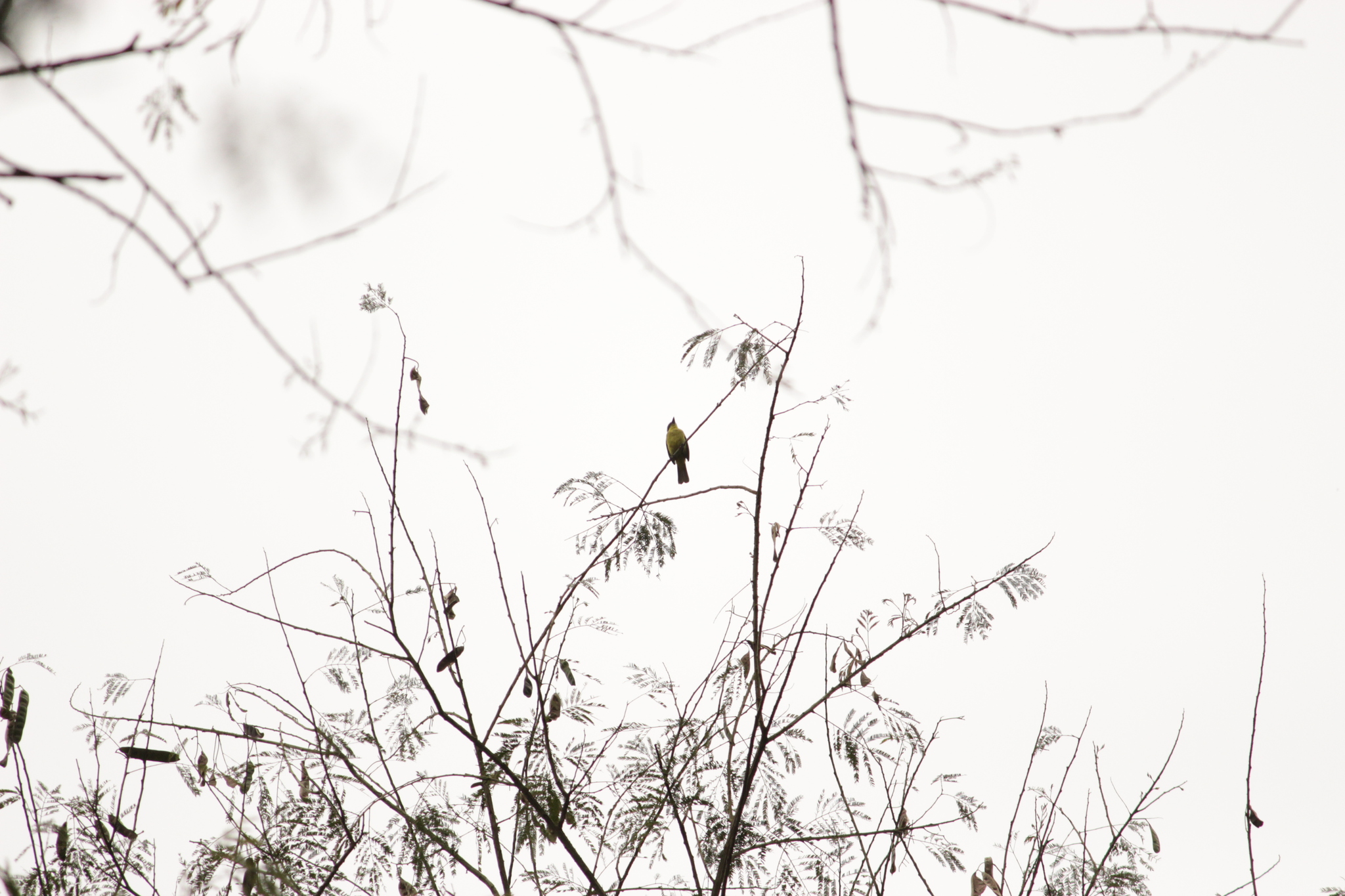Three-striped Flycatcher (Conopias trivirgatus), photo 4