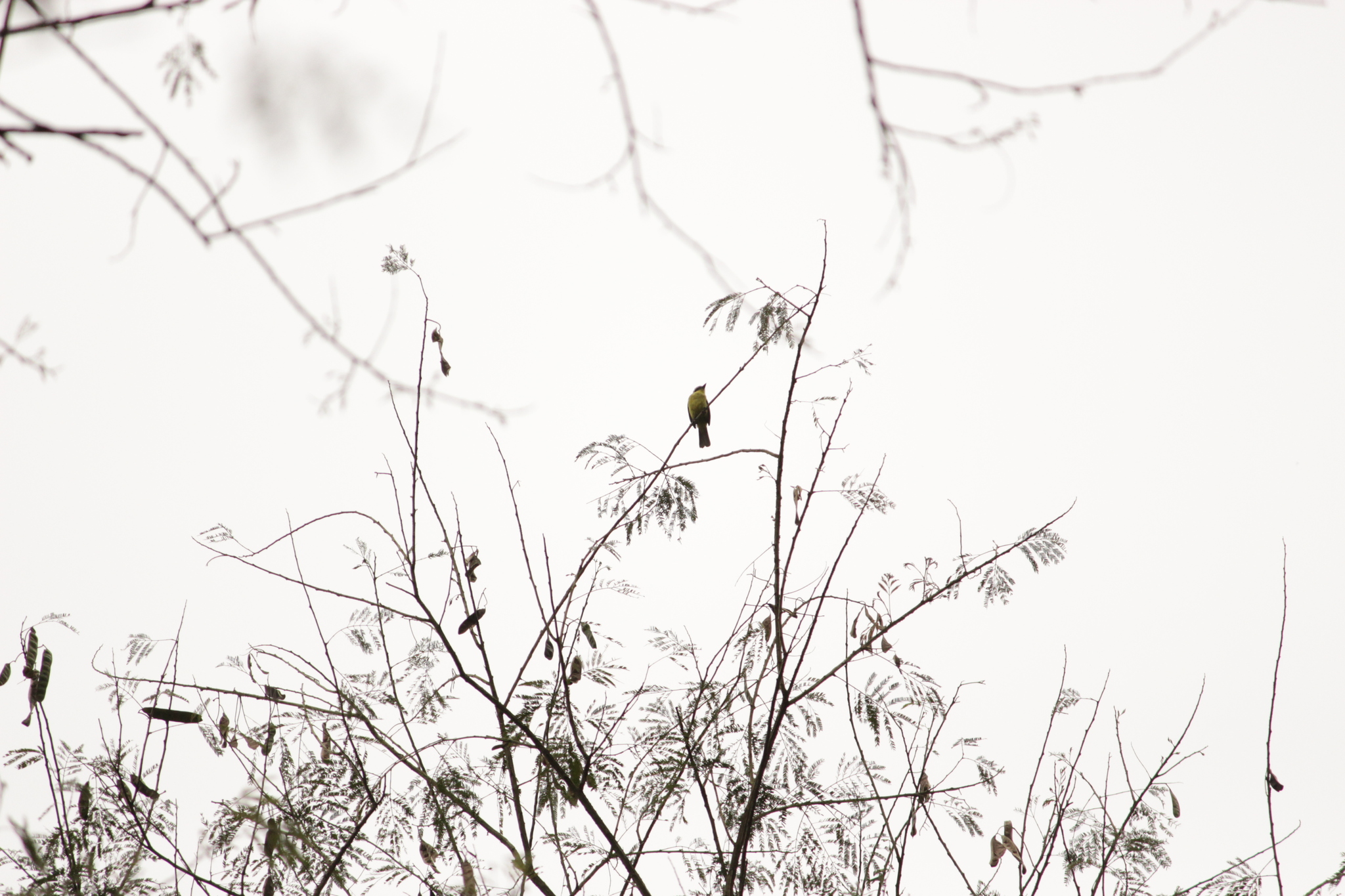 Three-striped Flycatcher (Conopias trivirgatus), photo 5