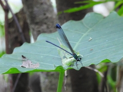 Psolodesmus mandarinus dorothea
